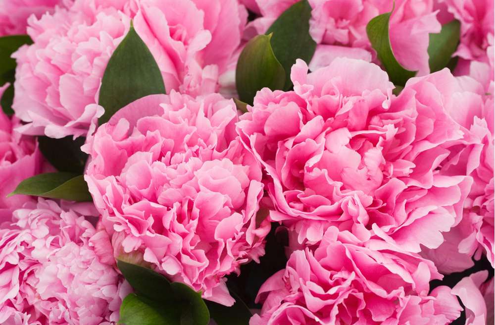 Pion 'Alexander Fleming'